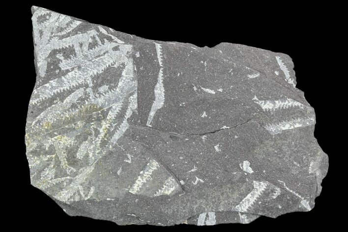 Fossil Graptolite Cluster (Didymograptus) - Great Britain #103485